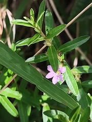 Lythrum maritimum