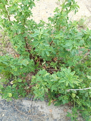 Melilotus suaveolens