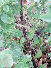 Melilotus suaveolens