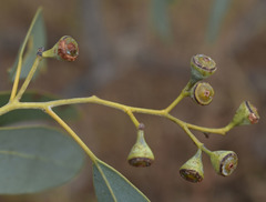 Eucalyptus microneura