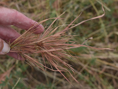 Themeda arguens