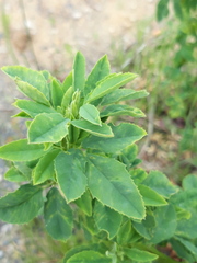 Melilotus suaveolens