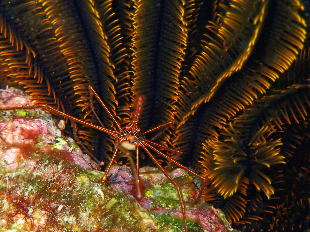 Photo of Arrow Crab (Stenorhynchus seticornis)