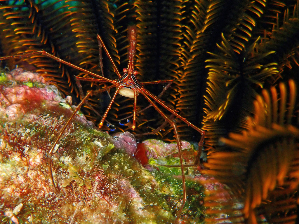 Photo of Arrow Crab (Stenorhynchus seticornis)