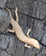 Trachylepis damarana