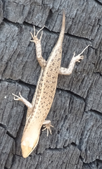 Trachylepis damarana