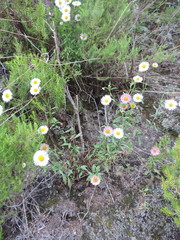 Erigeron karvinskianus image