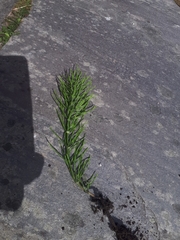 Equisetum arvense