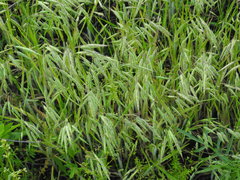 Bromus squarrosus villosus
