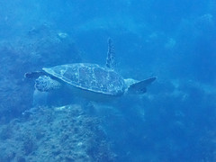 Chelonia mydas