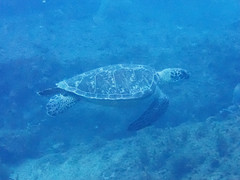 Chelonia mydas