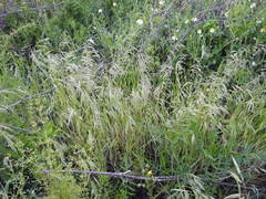 Bromus squarrosus villosus