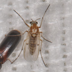 Procladius bellus