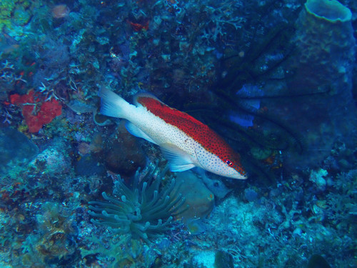 Black guativere (Cephalopholis fulva) — Serranidae — 4