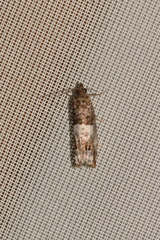 Notocelia trimaculana