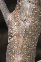 Acacia acuminata