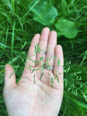Poa trivialis