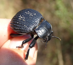Gonopus