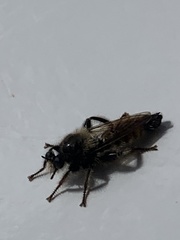 Asilidae