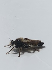 Asilidae