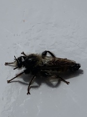 Asilidae