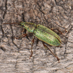 Phyllobius intrusus