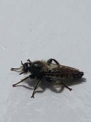 Asilidae