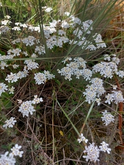 Iberis procumbens