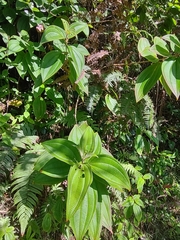 Oxyspora paniculata