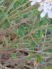 Iberis procumbens