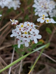 Iberis procumbens