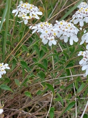 Iberis procumbens