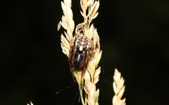 Araneus ejusmodi