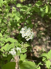 Spiraea ouensanensis