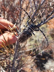 Rhytiphora saundersii