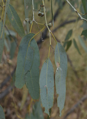 Eucalyptus microneura