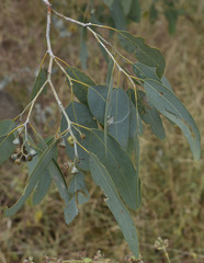 Eucalyptus microneura