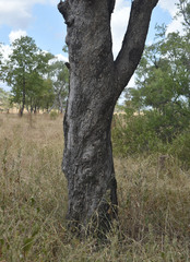 Eucalyptus microneura