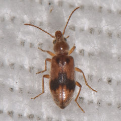 Notoxus desertus