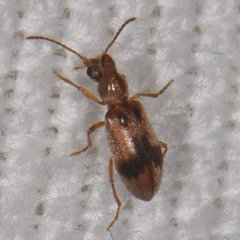 Notoxus desertus