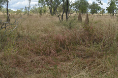 Themeda arguens
