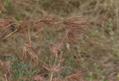 Themeda arguens