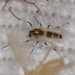 Cricotopus sylvestris