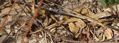 Ichnotropis capensis