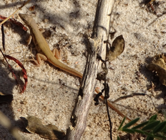 Ichnotropis capensis