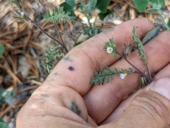 Phacelia glandulifera