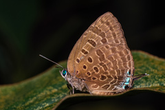 Arhopala athada