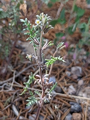 Phacelia glandulifera