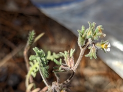 Phacelia glandulifera