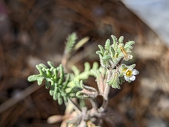 Phacelia glandulifera
